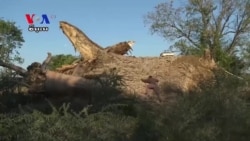 Africa's Iconic Baobab Trees Are Dying