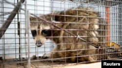 Rakunlar Kuzey Amerika'ya özgü yabani bir memeli türü. (Arşiv)