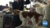 Dogs Pampered Before Prestigious Westminster Show