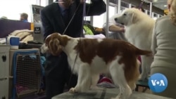 Dogs Pampered Before Prestigious Westminster Show