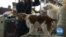 Dogs Pampered Before Prestigious Westminster Show