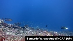 This May 2016 photo provided by NOAA shows bleaching and some dead coral around Jarvis Island, which is part of the U.S. Pacific Remote Marine National Monument.