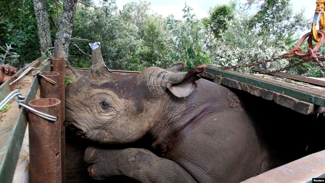 Badak hitam yang terancam punah di Kenya