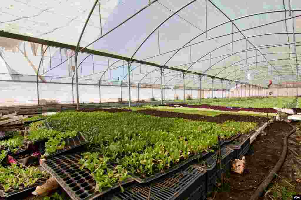 Though the closure of the Nassib border has impacted many industries in Lebanon, the agricultural sector has been particularly badly hit, Sept., 2015. (John Owens/VOA)