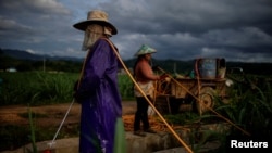 Yan Wenliu, 36, and his wife spray pesticides at a sugar cane field at a village of Menghai county in Xishuangbanna Dai Autonomous Prefecture, Yunnan Province, China, July 12, 2019. (REUTERS/Aly Song)