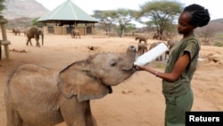 A keeper feeds an orphaned elephant, Long'uro, with a bottle of milk, at the Reteti elephant sanctuary in Samburu county, Kenya, October 15, 2021. (REUTERS/Baz Ratner)