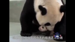 VOA连线: 台湾首只熊猫宝宝可爱模样大受欢迎