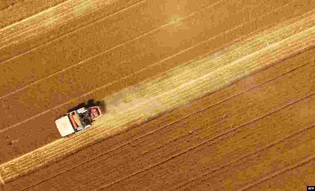 A combine harvester cuts wheat of a field in Handan in China's northeastern Hebei province.