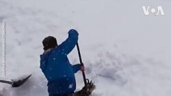 Áo: Giải cứu sơn dương bị kẹt trong tuyết lở