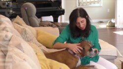 Лечить боль силой мысли