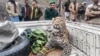 Petugas menangkap seekor macan tutul di lembah Neelum, Kashmir-India (foto: dok). 