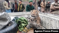 Petugas menangkap seekor macan tutul di lembah Neelum, Kashmir-India (foto: dok). 