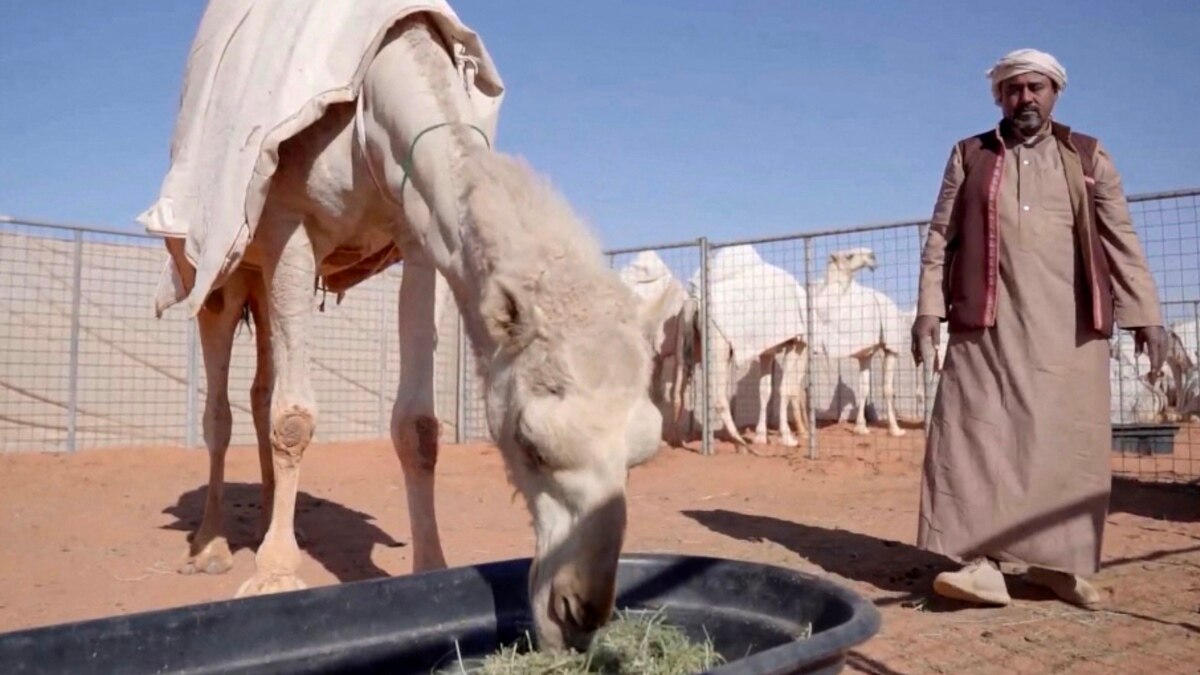 Breaks the camel s back. Breaks the camel s back