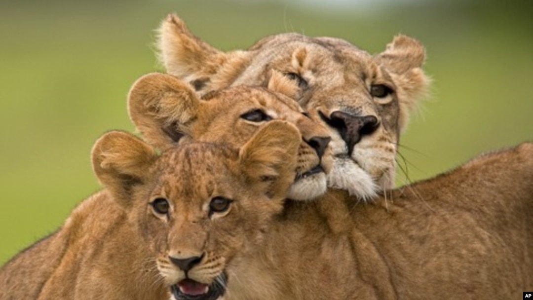 Scene from "The Last Lions"