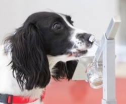 Freya detects malaria in a sample. (Courtesy - Durham University/Medical Detection Dogs)