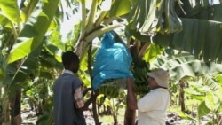 Banana e abacate de Angola vãopara a Holanda em 2024 - 3:45