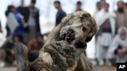 Adu anjing mingguan di distrik Paghman, Kabul, Afghanistan, 17 Februari 2017. (Foto: AP/ Ilustrasi)