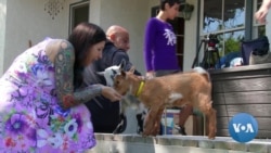 Dwarf Goats Are Stars of Party Life in Los Angeles