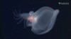 Fotografía sin fecha proporcionada por el Acuario y el Instituto de Investigación de la Bahía de Monterey muestra un molusco misterioso observado por el vehículo operado a distancia Doc Ricketts del MBARI en el Cañón de Monterey, Estados Unidos. (MBARI a través de AP).