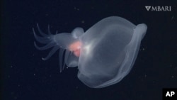 Fotografía sin fecha proporcionada por el Acuario y el Instituto de Investigación de la Bahía de Monterey muestra un molusco misterioso observado por el vehículo operado a distancia Doc Ricketts del MBARI en el Cañón de Monterey, Estados Unidos. (MBARI a través de AP).