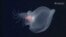 Fotografía sin fecha proporcionada por el Acuario y el Instituto de Investigación de la Bahía de Monterey muestra un molusco misterioso observado por el vehículo operado a distancia Doc Ricketts del MBARI en el Cañón de Monterey, Estados Unidos. (MBARI a través de AP).