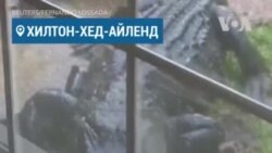 Аллигатор устроил дебош на лужайке