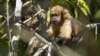 Brazil's Rainforest Species Endangered