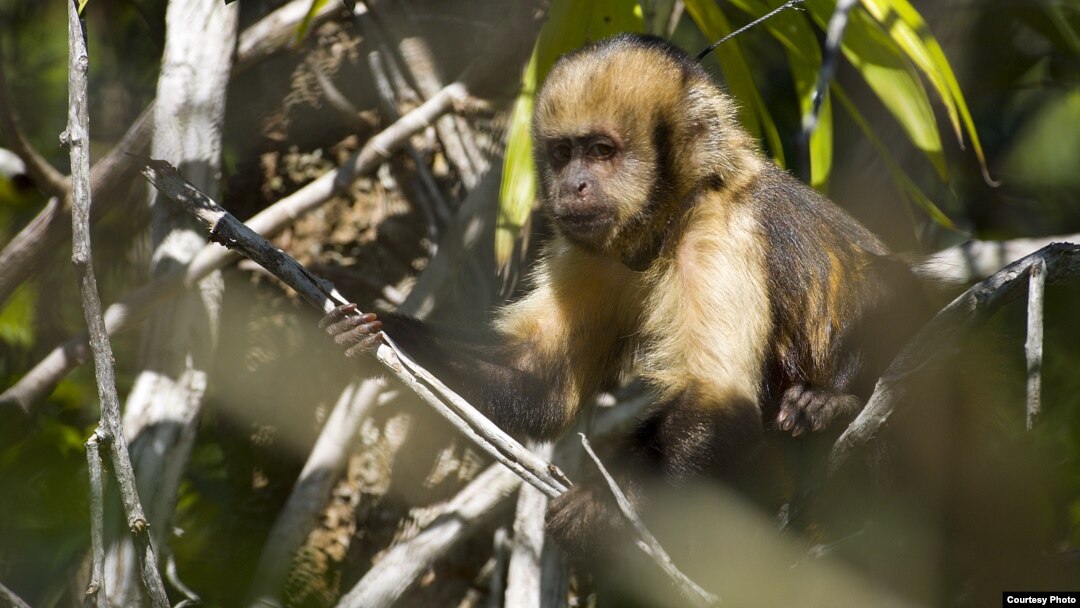 A yellow-breasted capuchin monkey at Una Biological Reserve in Bahia, Brazil, is a critically-endangered primate targeted by hunters for bush meat. (Photo / Luciano Candisani)