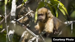 Monyet capuchin berdada kuning di Brazil merupakan primata yang langka keberadaannya. (Foto: Luciano Candisani)