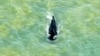  Whale Strikes Boat Near Sydney; One Man Dies