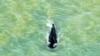 Australian Humpback Whale Numbers Surge