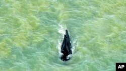 FILE - In this photo provided by Parks Australia, a humpback whale swims in the ocean in Van Diemen Gulf, Australia, Sept. 20, 2020. 