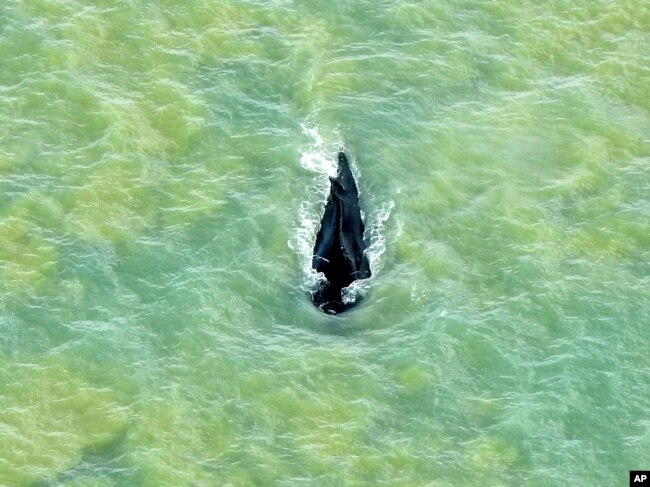 FILE - In this photo provided by Parks Australia, a humpback whale swims in the ocean in Van Diemen Gulf, Australia, Sept. 20, 2020.