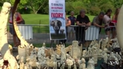 New York Crushes Millions of Dollars' Worth of Illegal Ivory