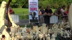 New York Crushes Millions of Dollars' Worth of Illegal Ivory
