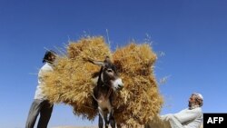 د بشري حقونو فعال برهان الدين سيرت وي او ای ډيوه ته وايي چې د نړيوال بنک دې پرېکړې سره به په هېواد کې د تعليم په ګډون دغه څلورو سېکتورنو ترڅنګ نورې اقتصادي هلې ځلې هم اغېزمنې شي