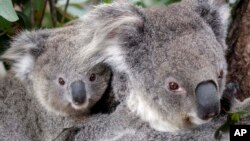 Maggie si koala betina memanjat pohon di Taronga Zoo di Sydney, Australia, Kamis, 1 September 2011. (Foto: AP/Rob Griffith)