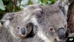 Maggie, a female koala, climbs a tree with her joey at Taronga Zoo in Sydney, Australia, Thursday, September 1, 2011. (AP Photo/Rob Griffith)