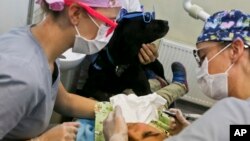 Rayen Antinao, 9, gets a dental check-up as therapy dog Zucca helps keep her calm at the Los Andes University Medical Center, on the outskirts of Santiago, Chile, April 28, 2017.