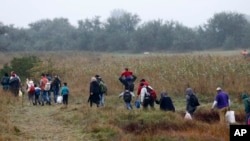 Dòng người tị nạn len lỏi qua các cánh đồng sau khi vượt biên giới Serbia - Hungary ngày 11/9/2015. 