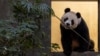 Giant panda An An at a media preview day in Ocean Park, Hong Kong, China, Dec. 2, 2024. The city hopes to capitalize on the six pandas living in a city theme park.