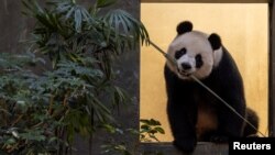 Giant panda An An at a media preview day in Ocean Park, Hong Kong, China, Dec. 2, 2024. The city hopes to capitalize on the six pandas living in a city theme park.