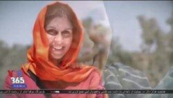 اخبار شامگاهی