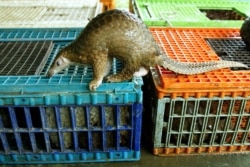 FILE - Malayan pangolin is seen out of its cage after being confiscated by the Department of Wildlife and Natural Parks in Kuala Lumpur, Aug. 8, 2002.