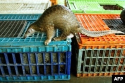 FILE - Malayan pangolin is seen out of its cage after being confiscated by the Department of Wildlife and Natural Parks in Kuala Lumpur, Aug. 8, 2002.