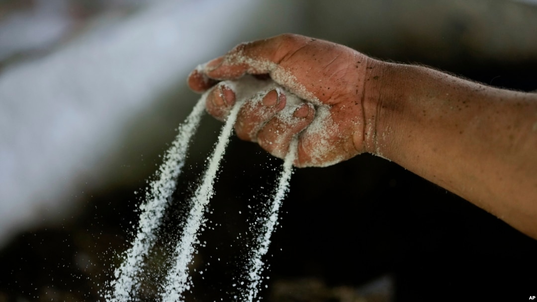 Seorang pekerja menaburkan bubuk yang terbuat dari daun-daun koka sebagai rangkaian proses membuat kokaina di Lembah Micay, barat daya Kolombia, 13 Agustus 2024. (Foto: Fernando Vergara/AP Photo)