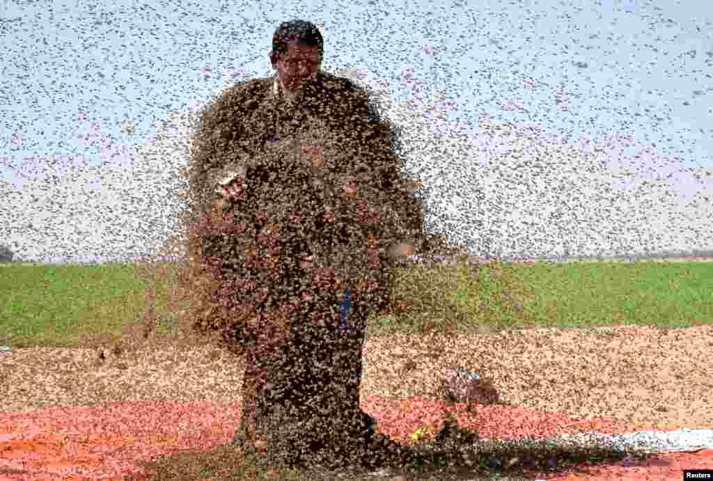 A man whose body is covered with bees poses for a picture in Tabuk, Saudi Arabia.