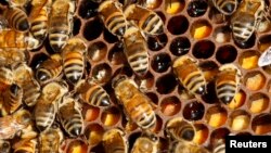 FILE - Detail of bees on their hive on the rooftop of the Tour d'Argent restaurant overlooking the River Seine in Paris, September 24, 2010.