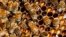 FILE - Bees in their hive.