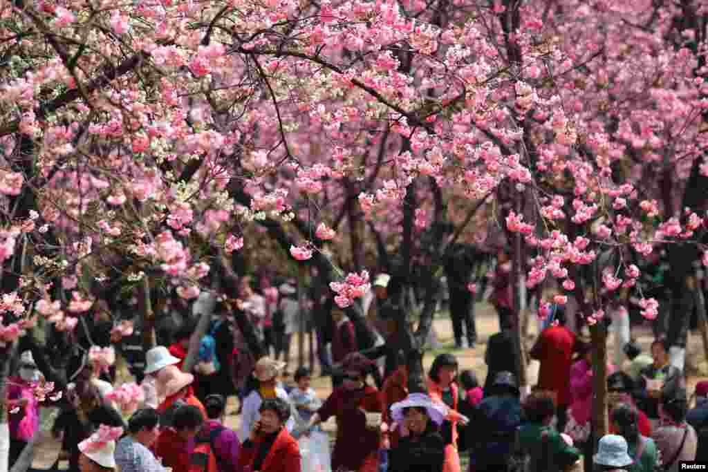 2018年3月7日，中国云南昆明，满树樱花之下，游人如织。古诗&ldquo;春城无处不飞花&rdquo;说的是长安，而昆明是当之无愧的春城。